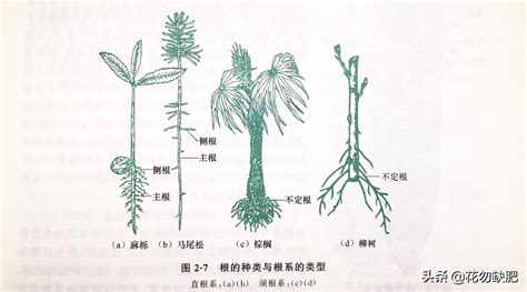 根的種類|根